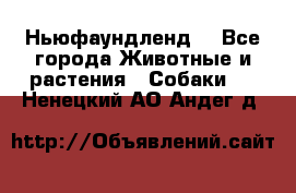 Ньюфаундленд  - Все города Животные и растения » Собаки   . Ненецкий АО,Андег д.